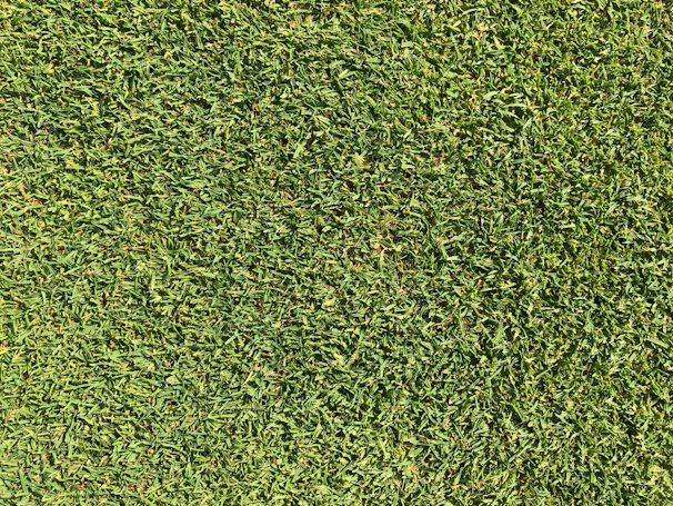 Close-up of a vibrant green lawn freshly cut and edged.