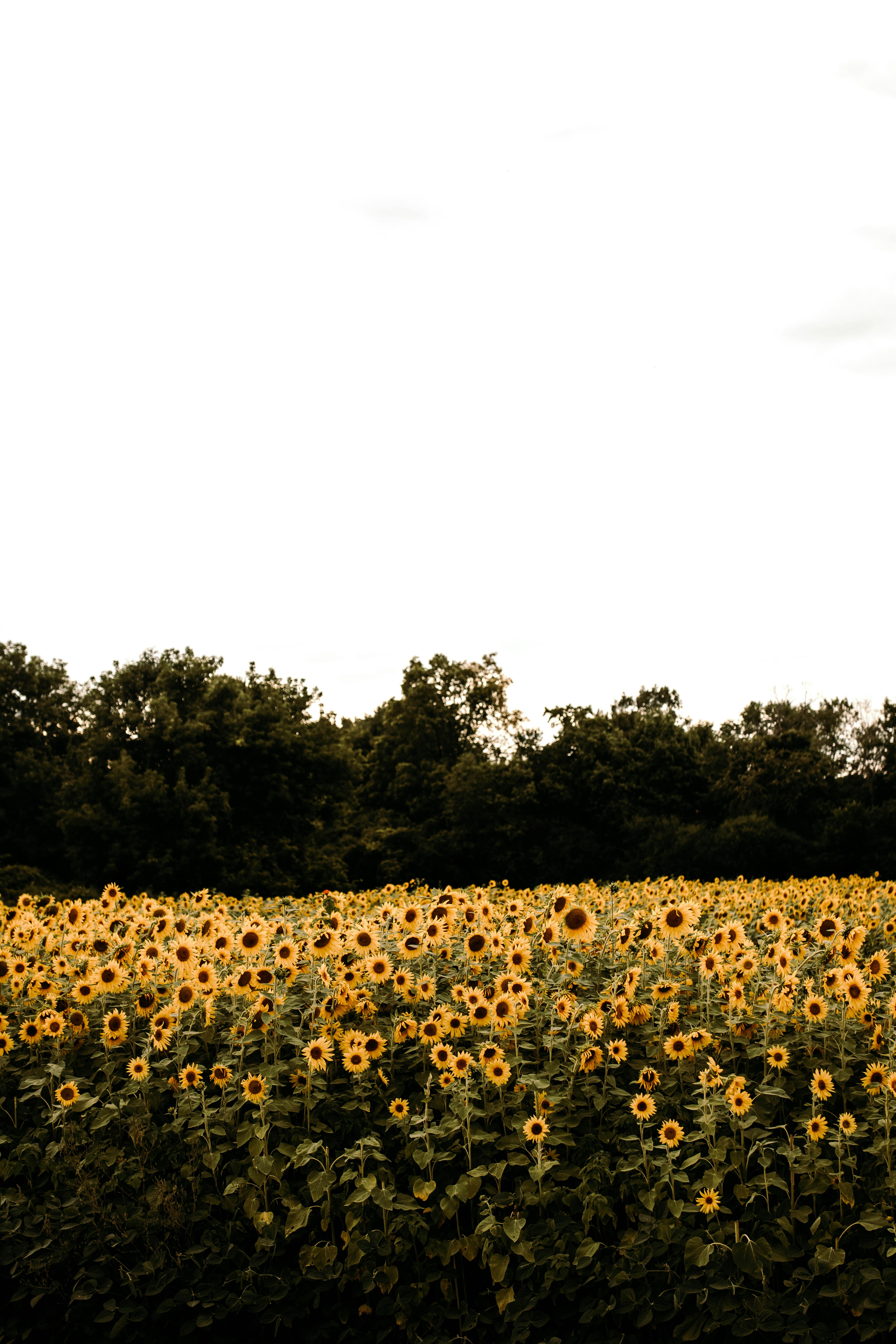 Yellow sunflower field during daytime photo Free Lannon sunflower