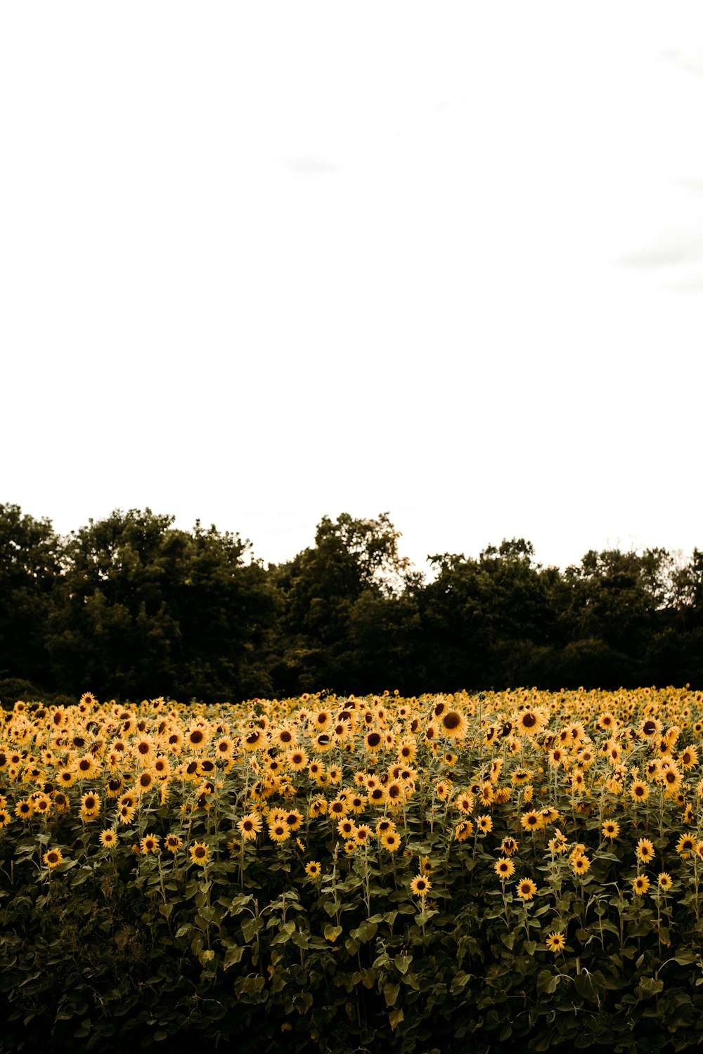 Campo de girasoles amarillos durante el día