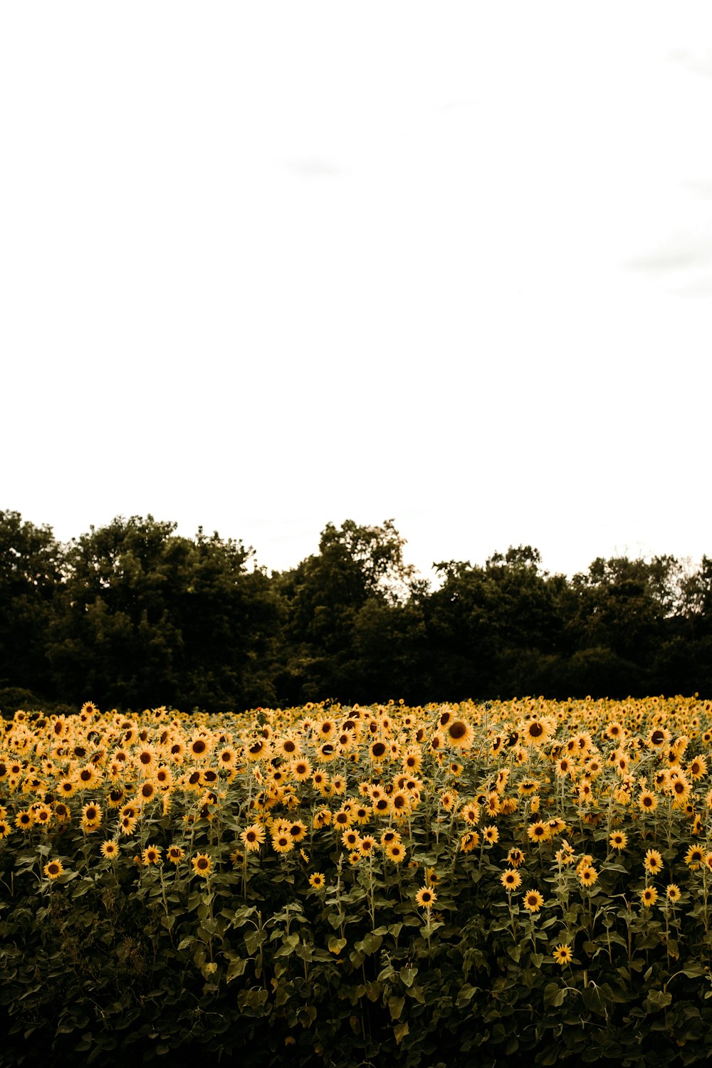 yellow sunflower field during daytime