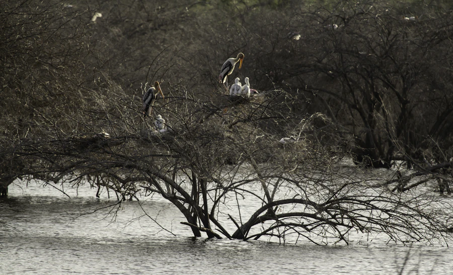 Nalabana Bird Sanctuary