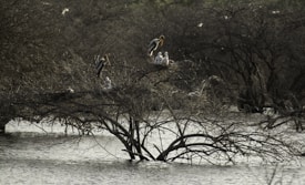 A serene wetland landscape with leafless trees partially submerged in water. Several large birds, likely storks, perch gracefully on the branches, accompanied by a few smaller birds. The background is dense with similar trees, creating a layered, mysterious atmosphere.