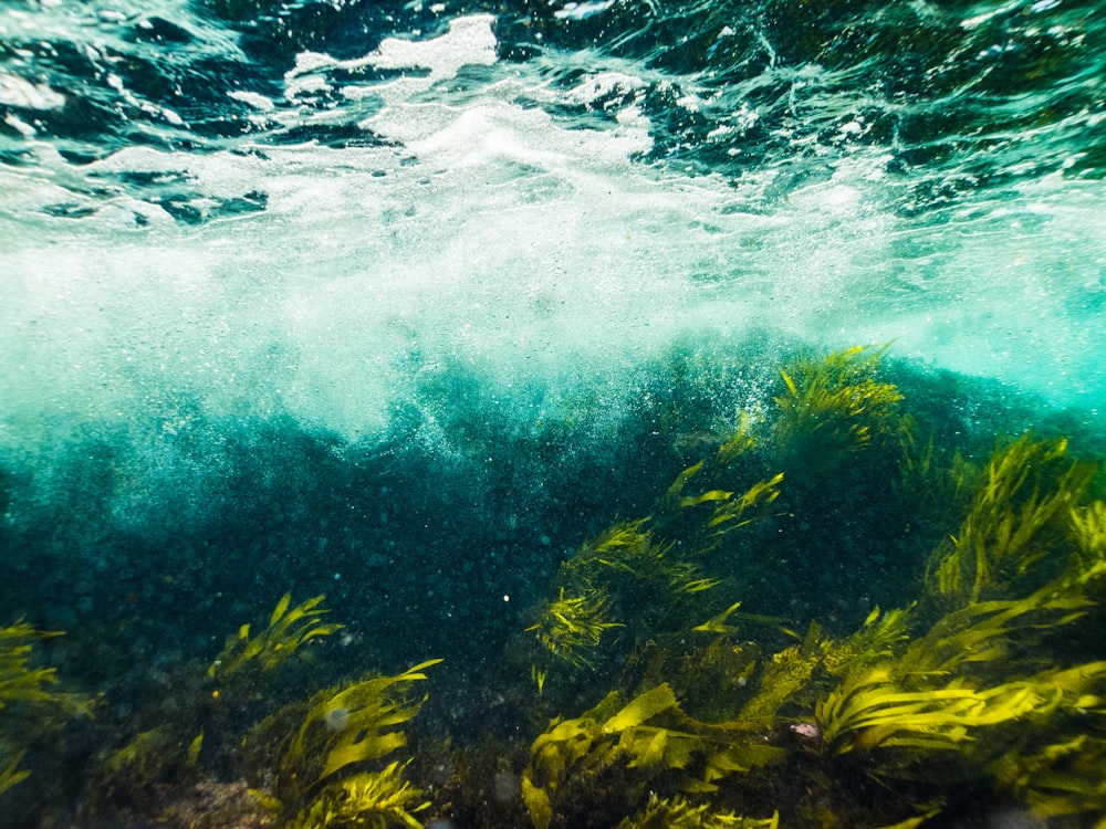 macro photography of green body of water