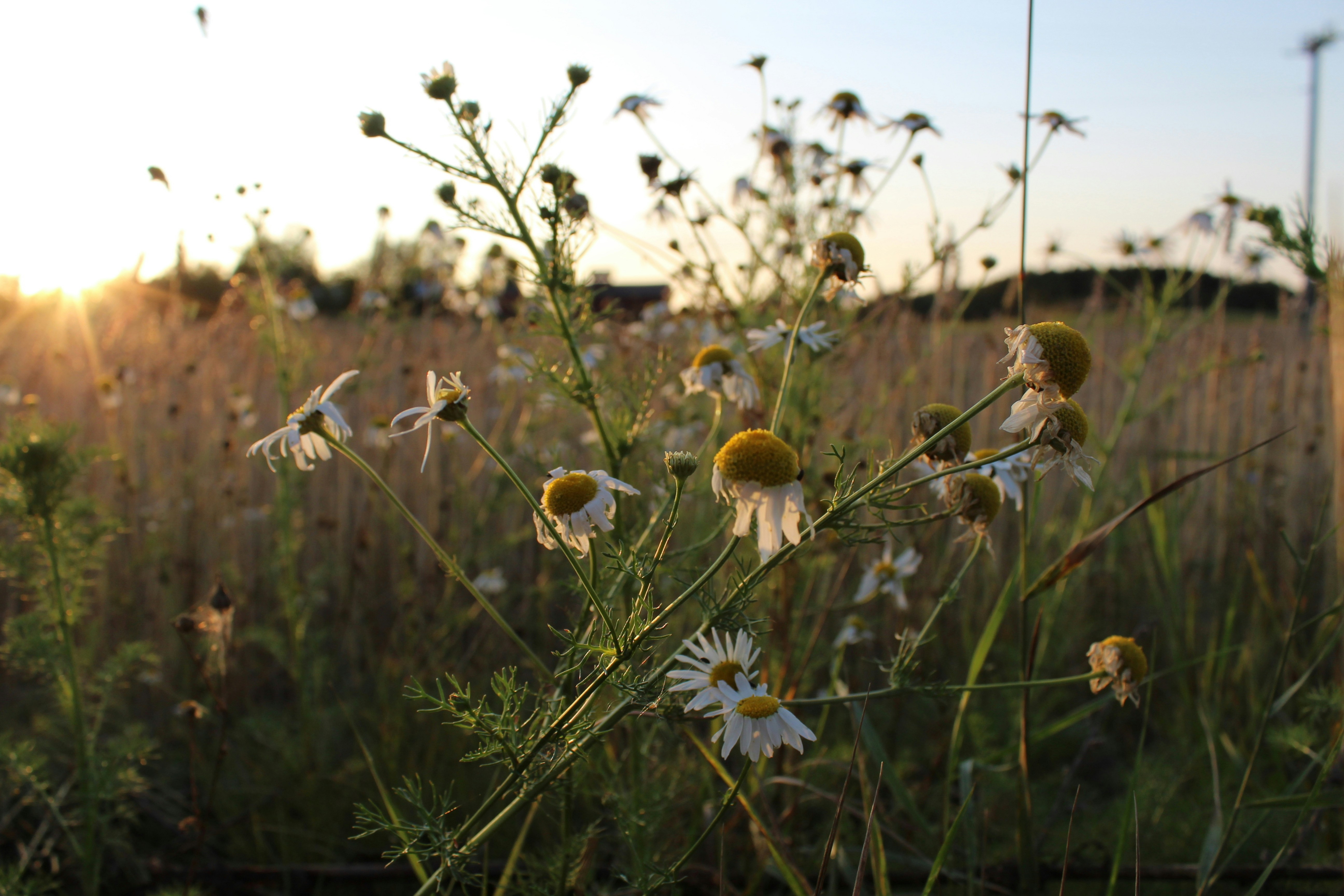 Photo by polarmermaid