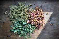 green and purple leaves