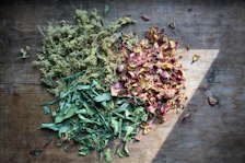 green and purple leaves