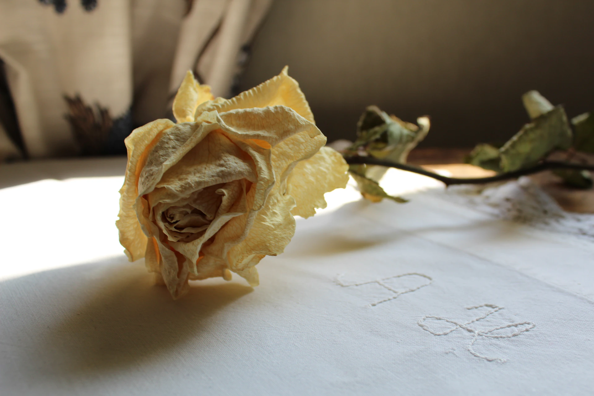 A delicate canvas painting of a single rose bathed in soft sunlight, with a faint scripture verse gently woven into the petals.
