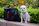chihuahua sitting beside camera bag