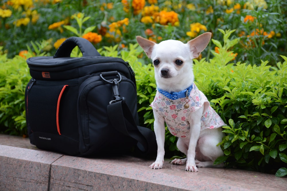 chihuahua seduto accanto alla borsa della macchina fotografica