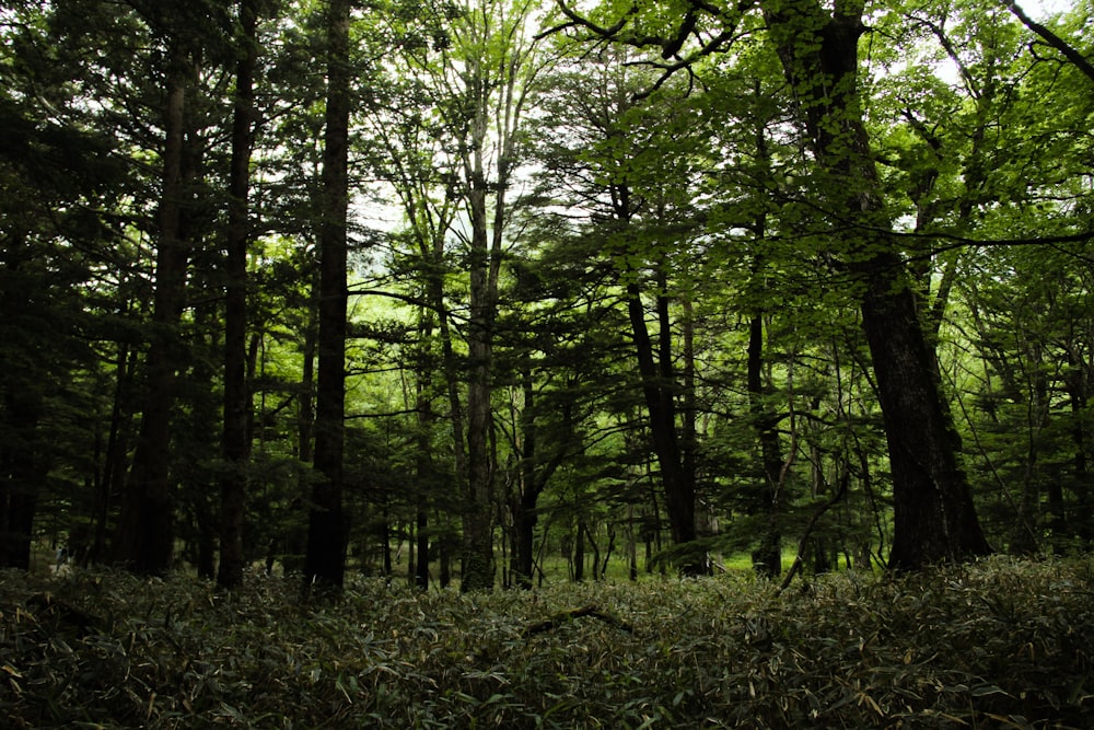 árvores verdes durante o dia