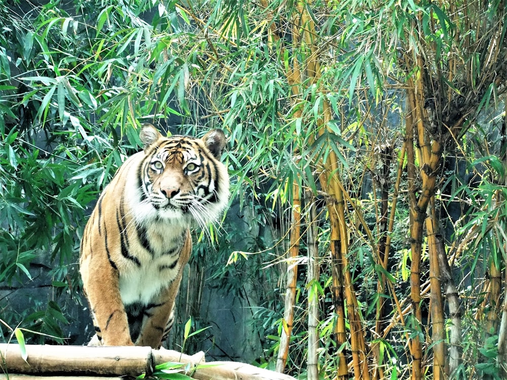 adult Bengal tiger standing near bamboo trees