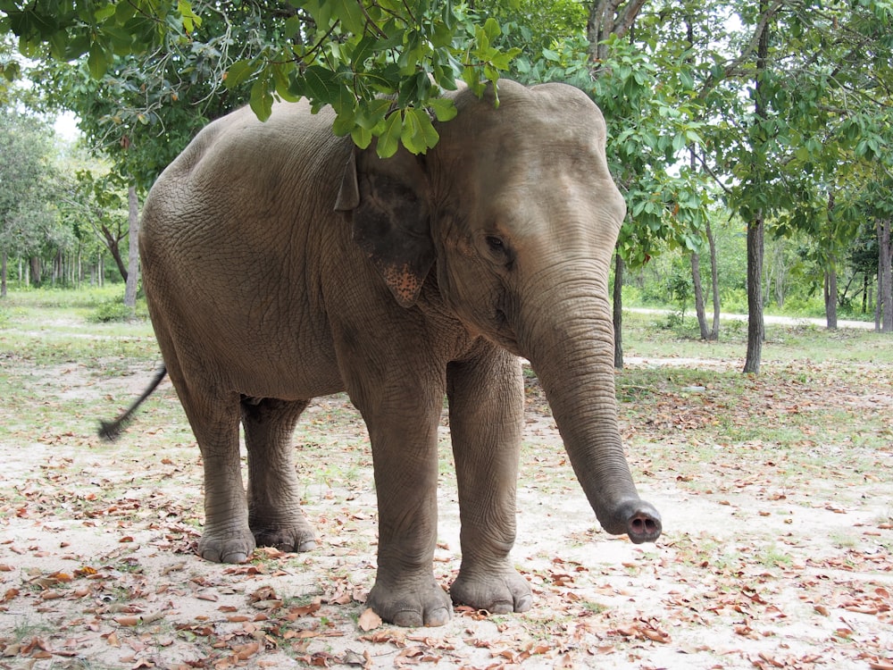 adult elephant near trees