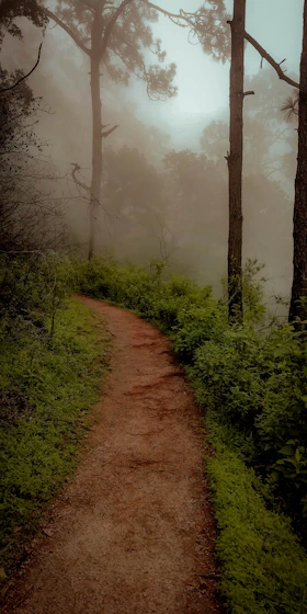 a dirt path in the middle of a forest