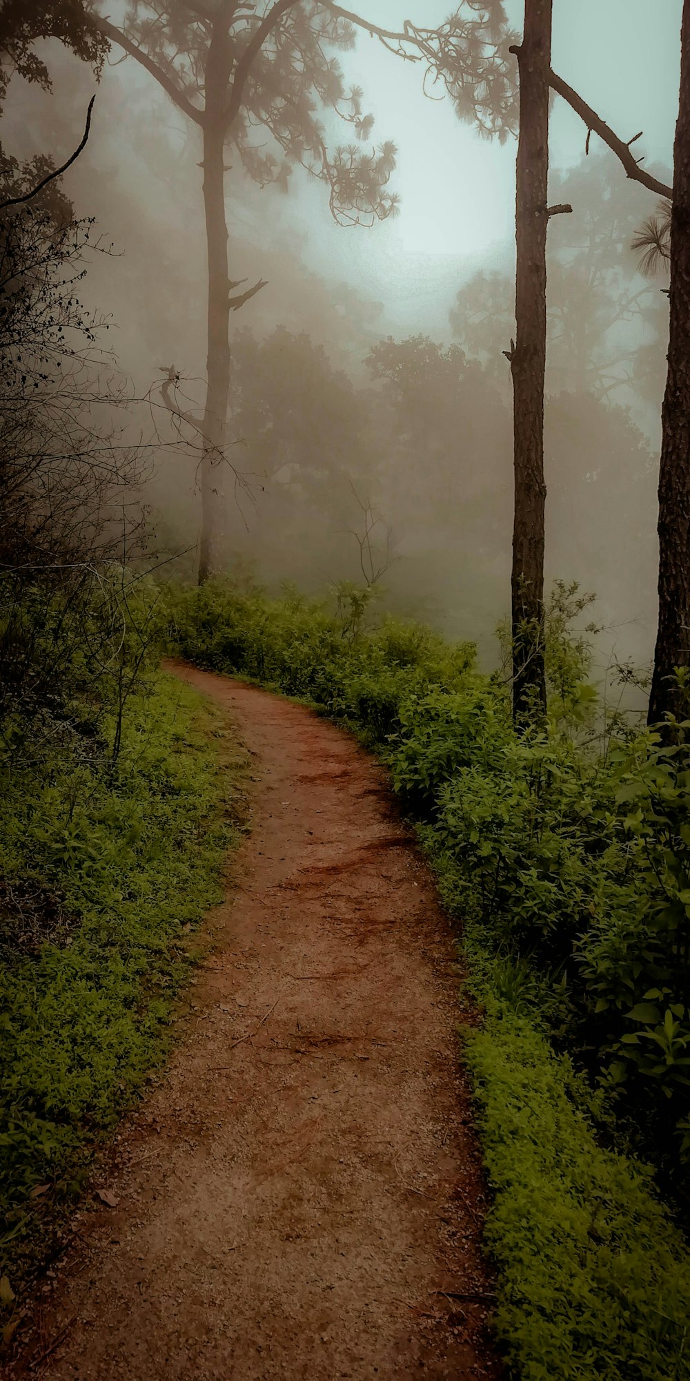 a dirt path in the middle of a forest