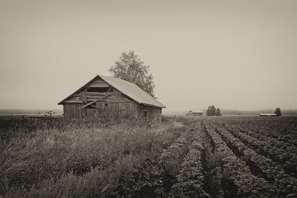 Cabanon brun à la ferme