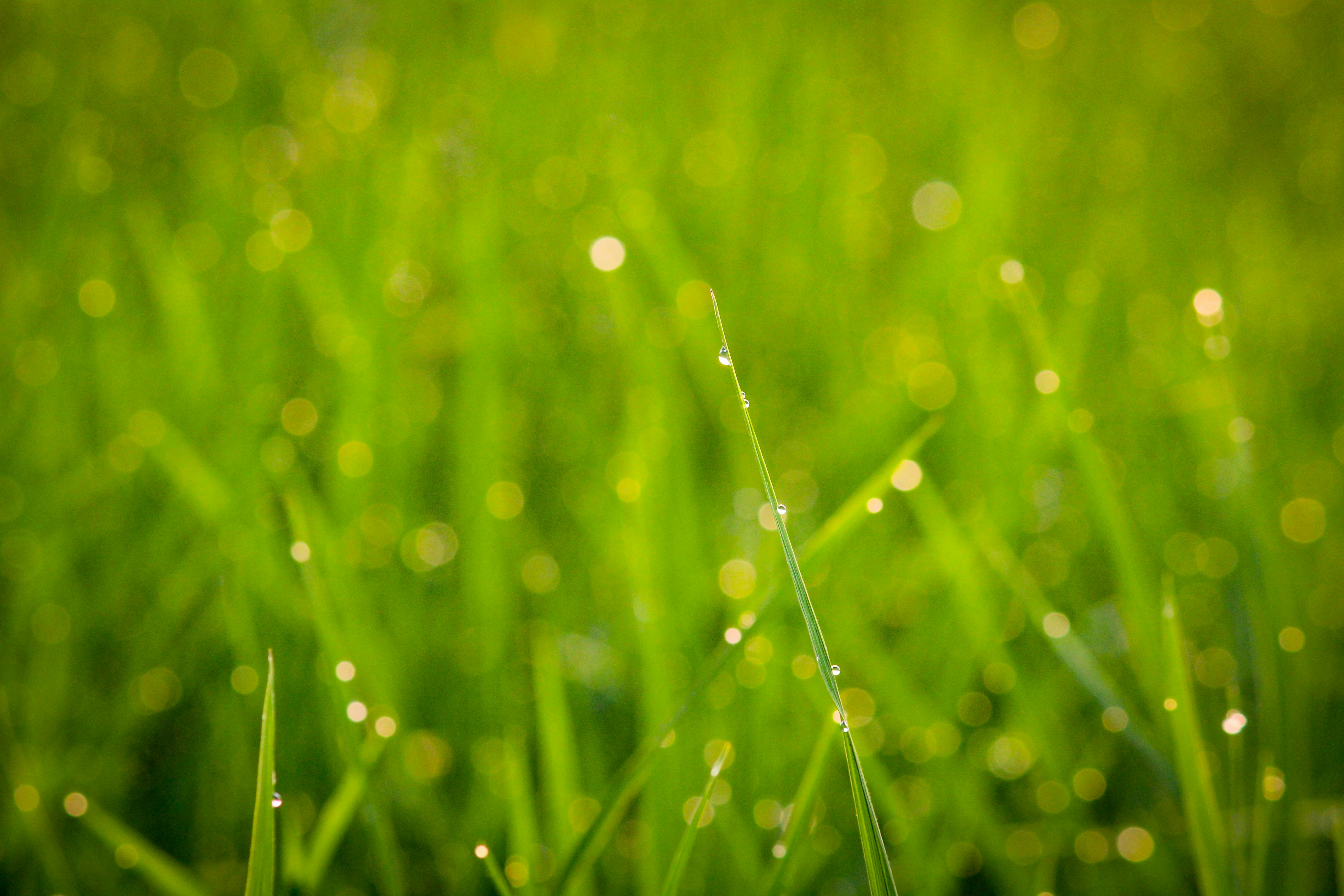 Photo by hemantlatawa