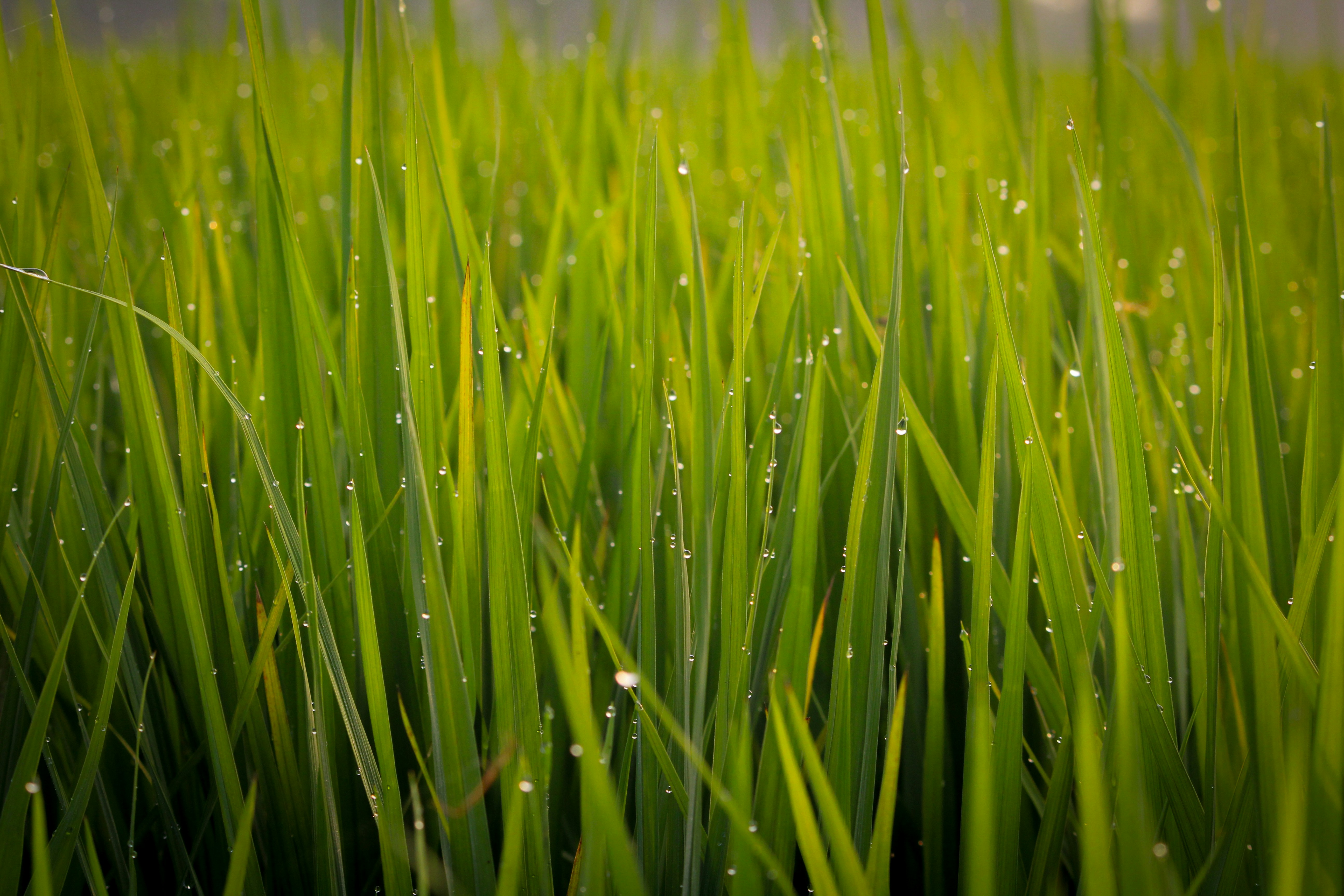 Photo by hemantlatawa