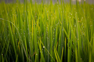 Close-up of lush artificial grass tiles with morning dew glistening