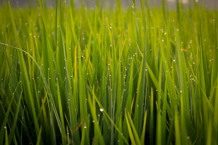 Close-up of lush artificial grass tiles with morning dew glistening