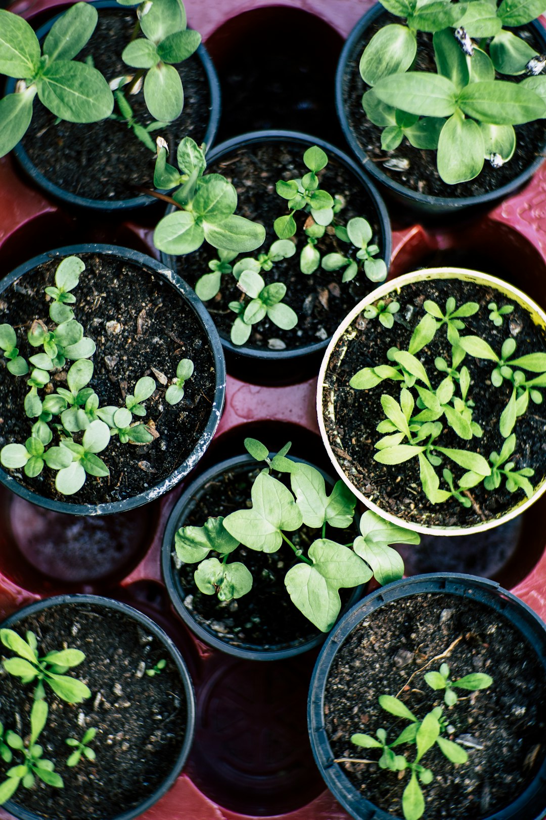 green plant