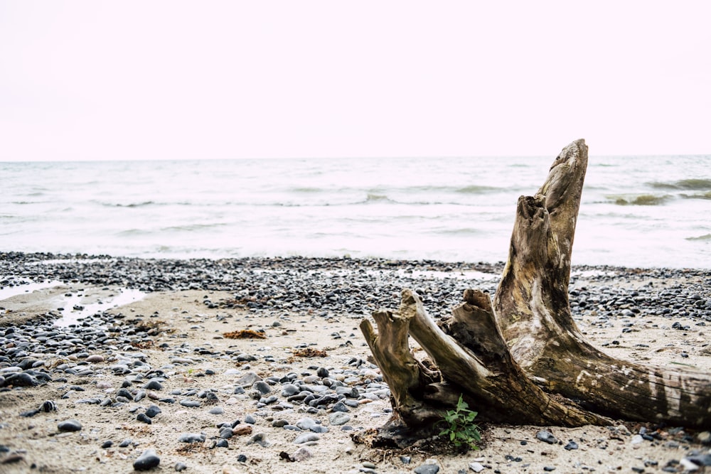 brown driftwood on seashore