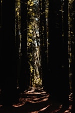 bare trees