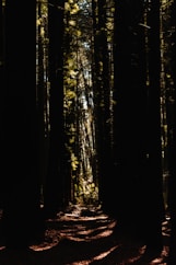 bare trees
