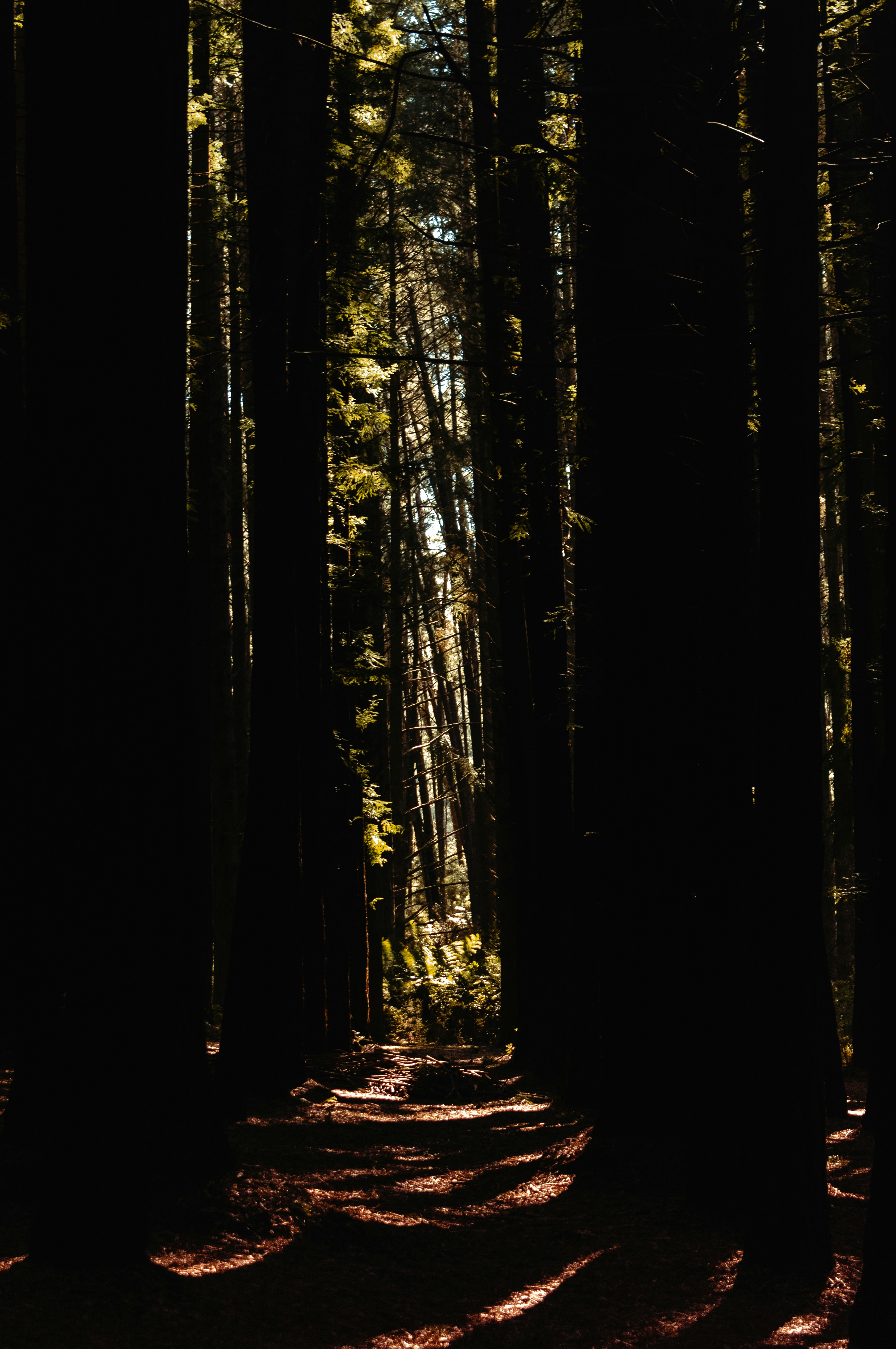 Choose from a curated selection of forest wallpapers for your mobile and desktop screens. Always free on Unsplash.