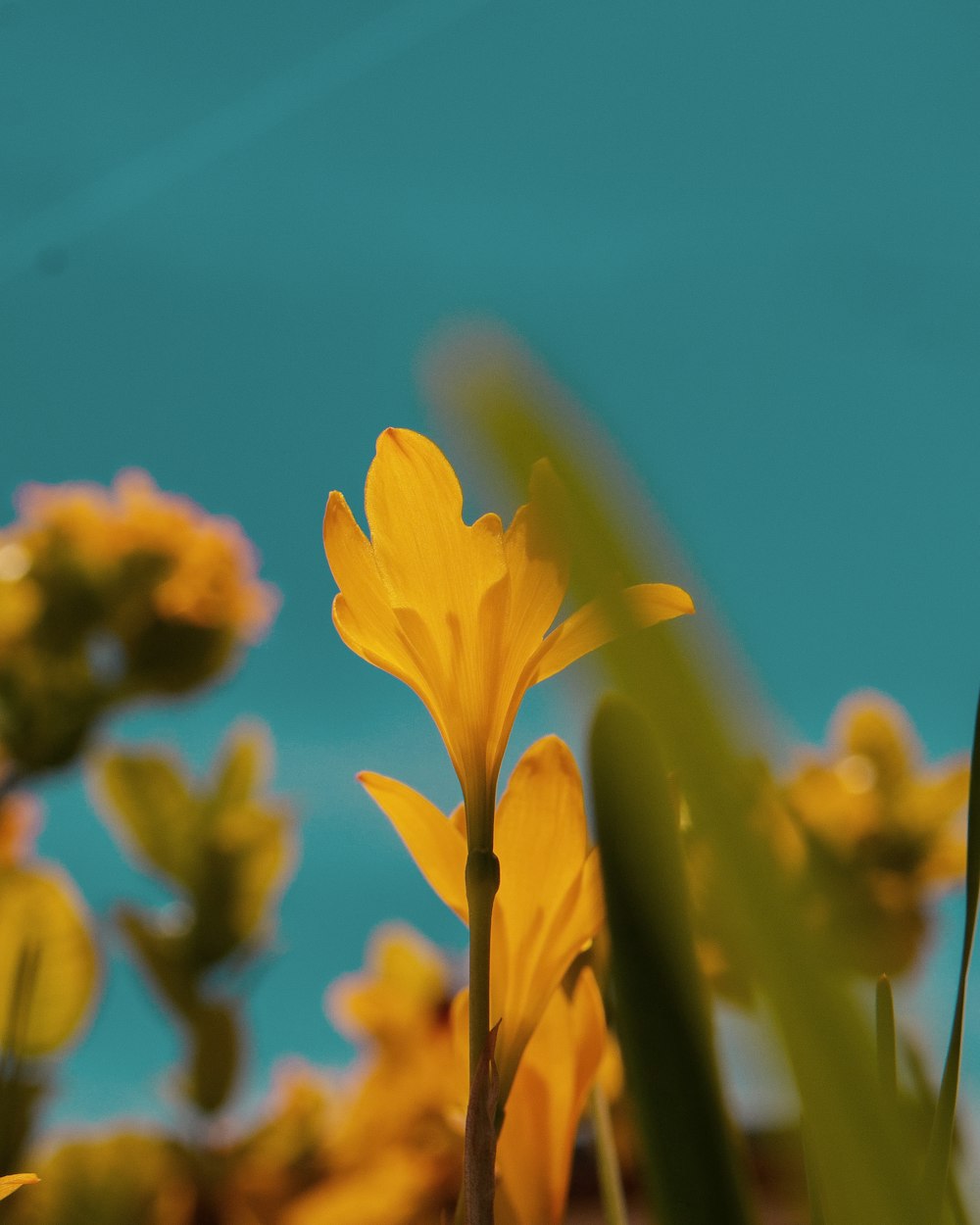 foto de foco seletivo de flores amarelas