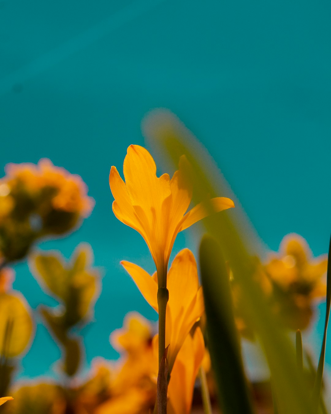 selective focus photo of yellow flowers