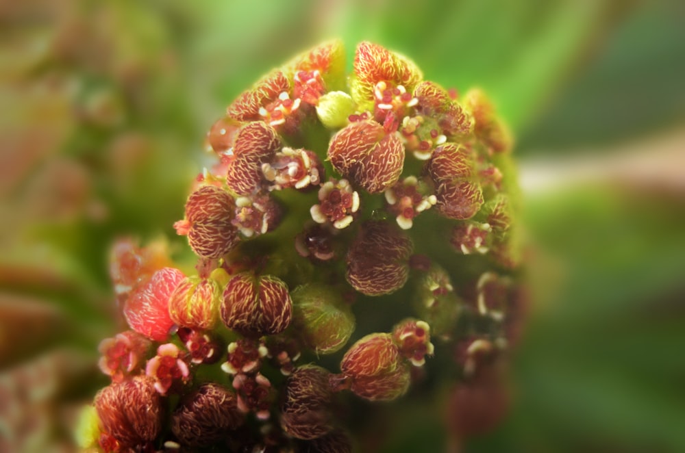 closeup photo of red flowers