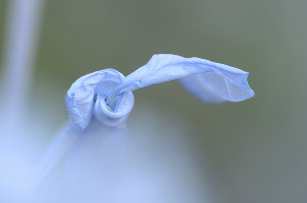 selective focus photography of blue flower