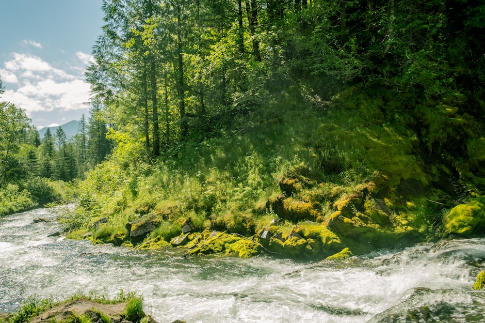 green-leafed trees near body of water