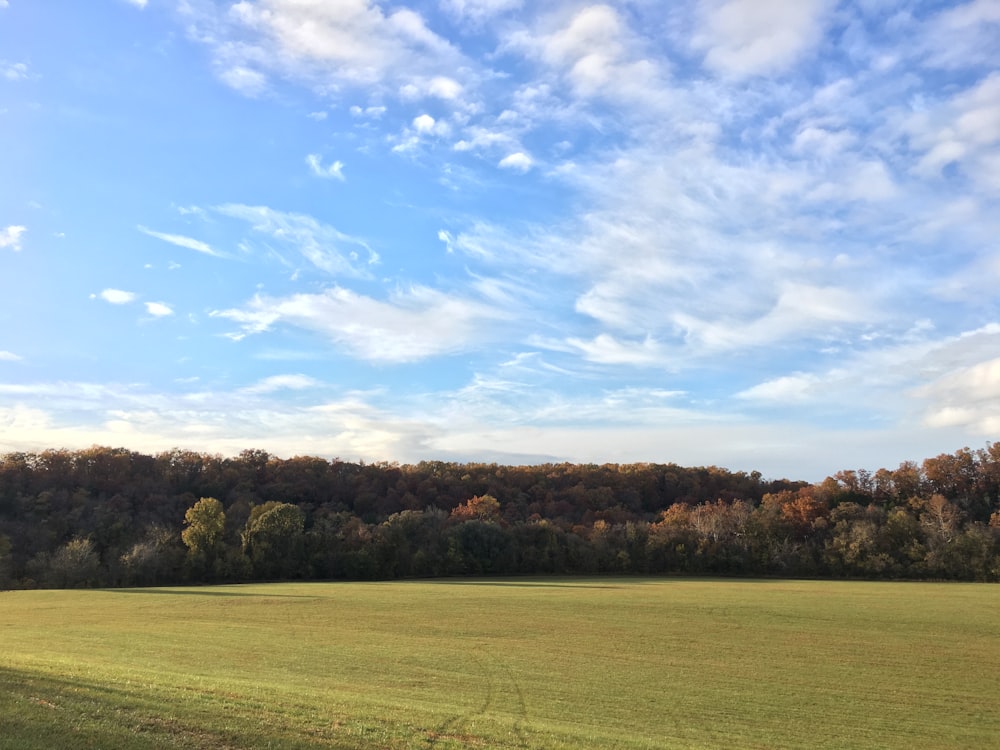 green grass field scenery