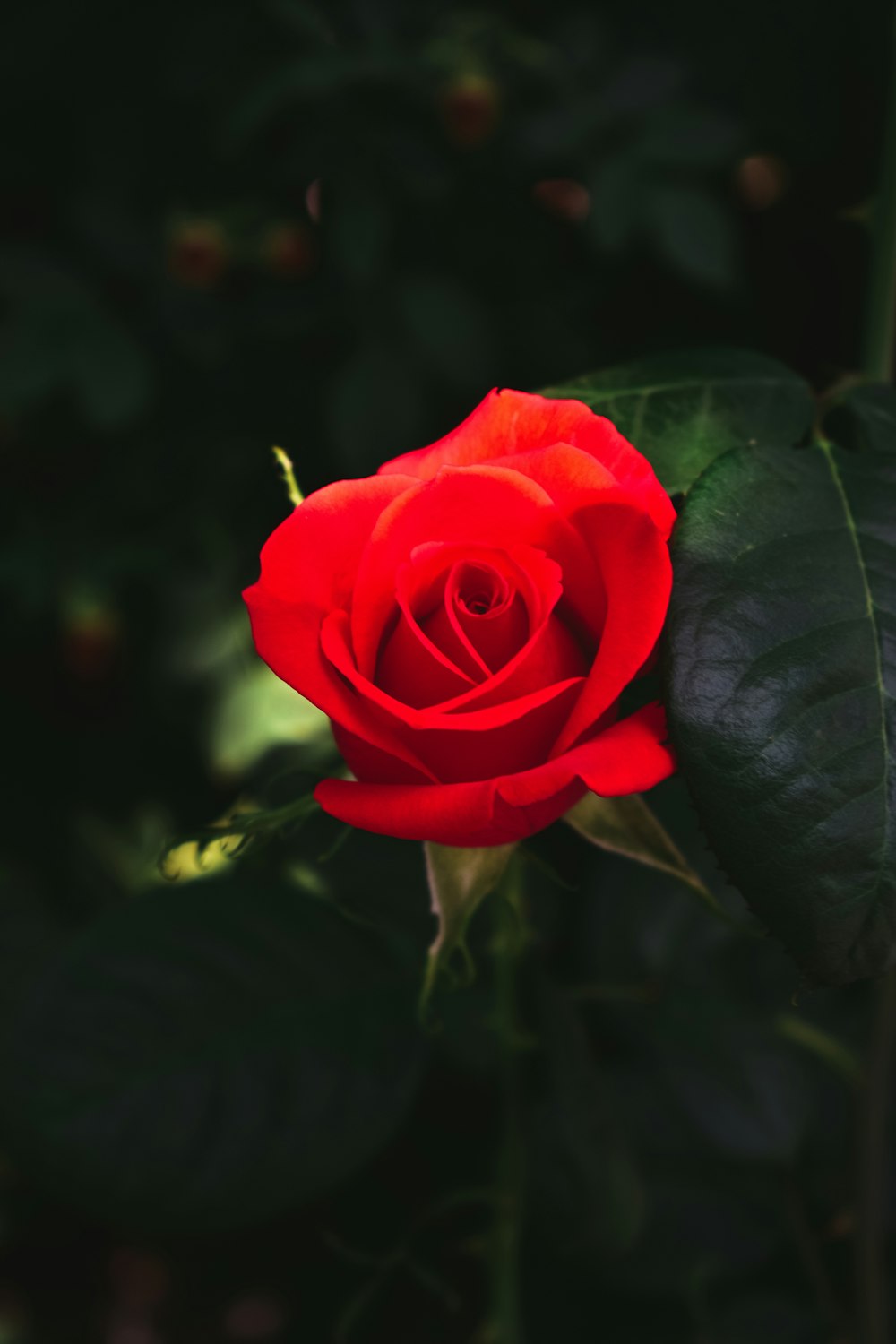 Rose Immagini [HD] | Scarica immagini e foto d'archivio gratuite su Unsplash