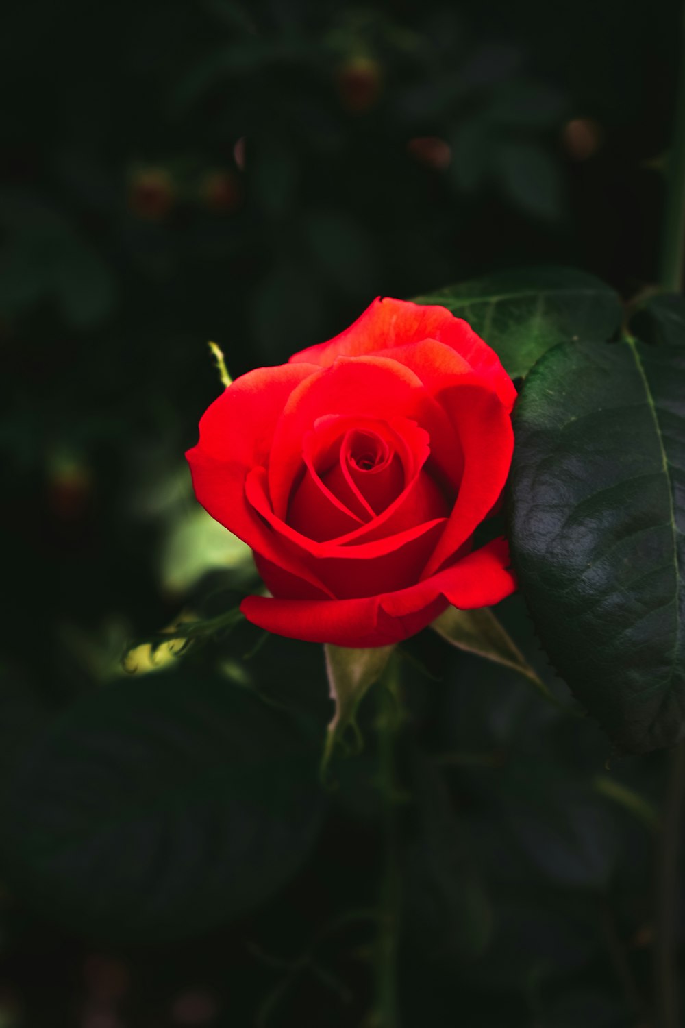 Desanimarse apodo alimentar Imágenes de rosas [HD] | Descargar imágenes y fotos de archivo gratis en  Unsplash