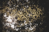 Sunlight filtering through leaves, casting natural patterns that echo DNA strands.