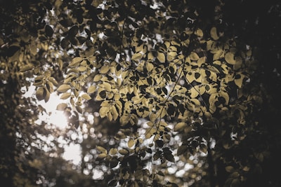 Sunlight filtering through leaves, casting natural patterns that echo DNA strands.