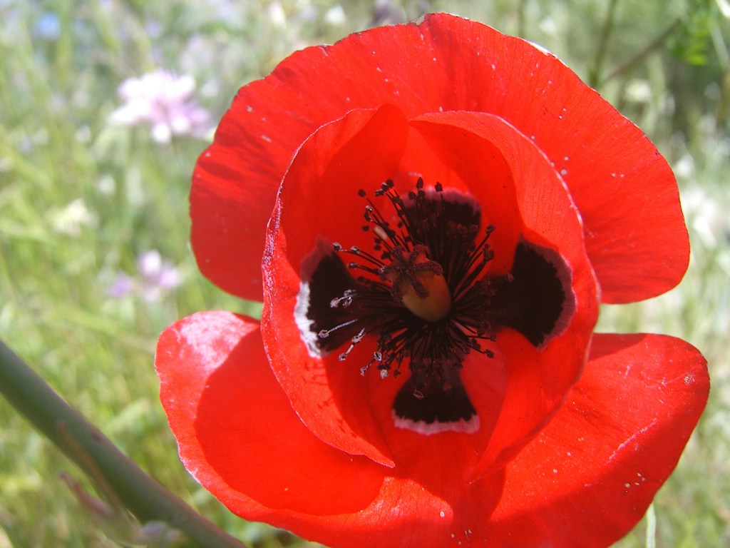 Red Poppy