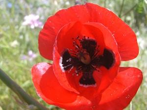 Red Poppy