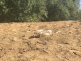 A plastic bottle lies discarded on a sandy surface with green foliage in the background. The scene conveys a natural landscape affected by littering.
