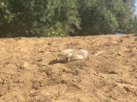 A plastic bottle lies discarded on a sandy surface with green foliage in the background. The scene conveys a natural landscape affected by littering.