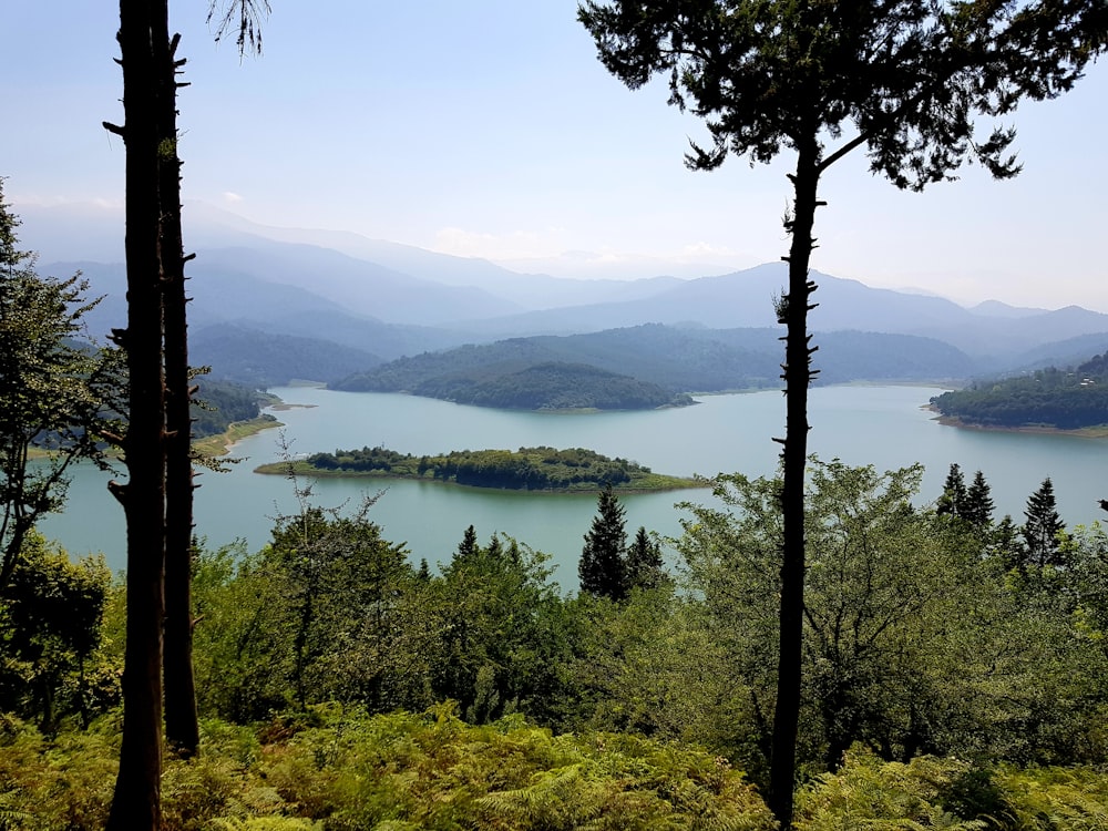 árboles e islas durante el día