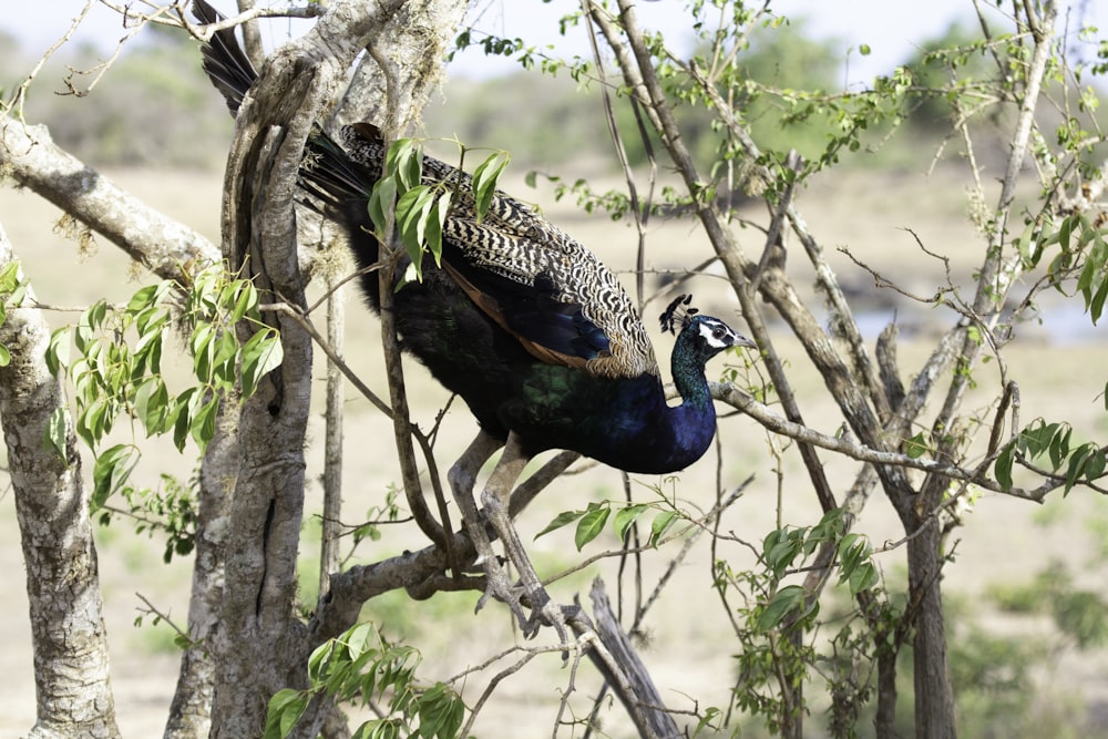 blue and white peacock on tree branch