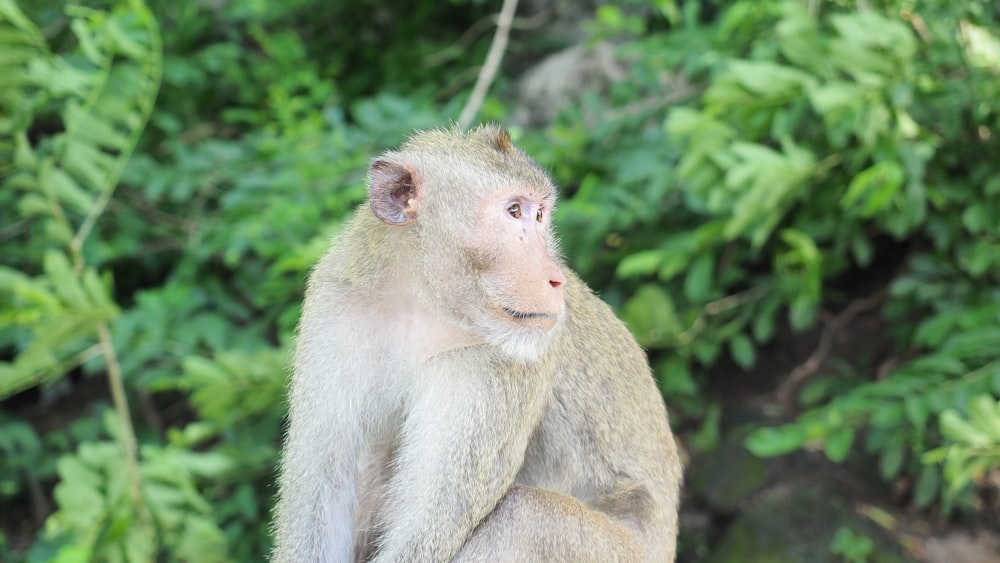 Rhesus macaque primate at the forest