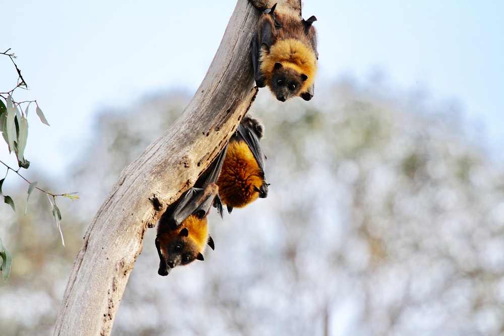 Murciélagos marrones y negros en la rama