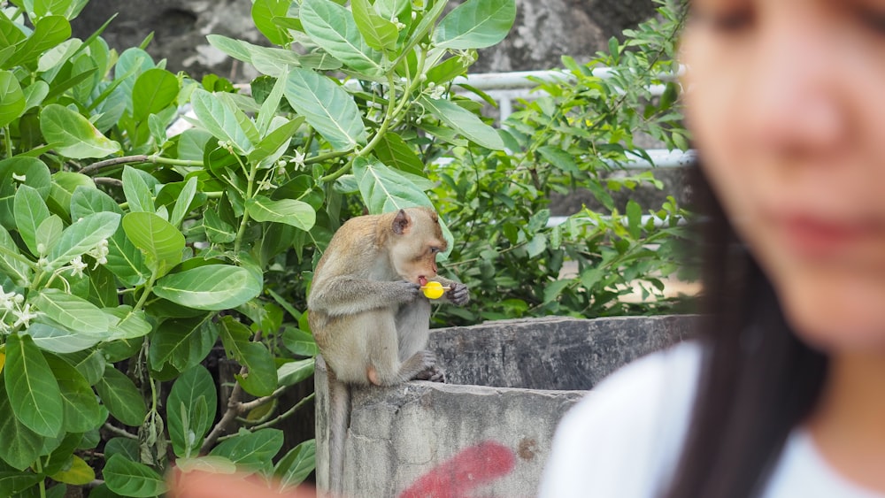 brown and gray monkey