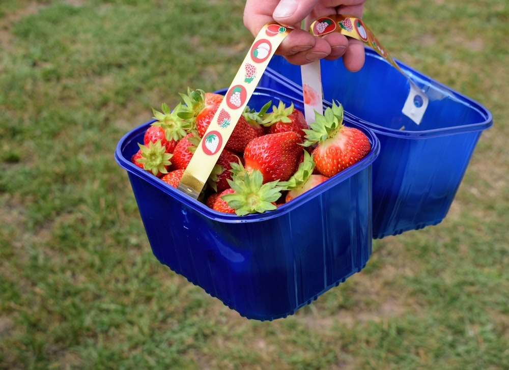 strawberries in bucket