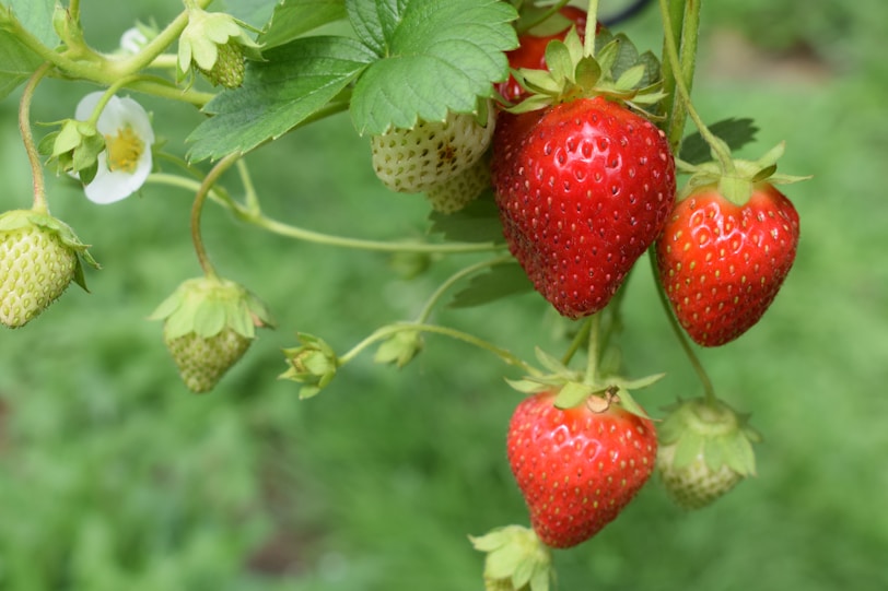 red strawberries growing on a vine