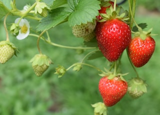 red strawberries